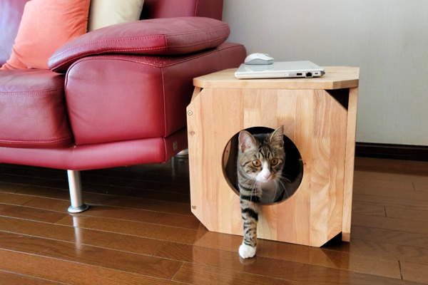 猫と一緒に使える、遊べる！ 天然木のベンチ 「キャトハス ペットベンチ」
