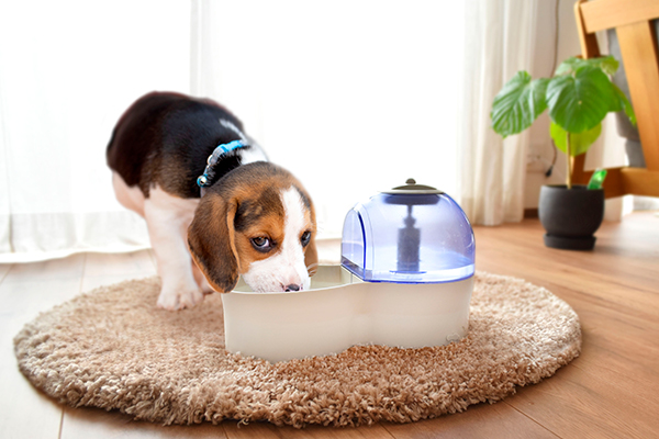 犬や猫にも水素水を。ペットの健康対策に「水素自動給水器 アクアリメールペット」