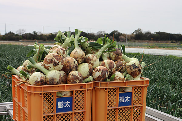 肉厚でジューシー、メロンと同じ糖度の甘さを誇る、淡路島産「フルーツ玉ねぎ」
