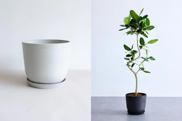 グリーン初心者の味方！高級感のある軽量プランター「ECOPOTS（エコボッツ）」と植え替え不要の観葉植物「フィカス・ベンガレンシス」