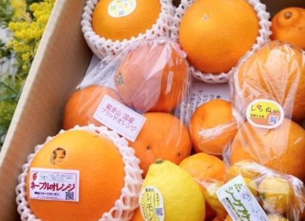 和歌山の旬をお届け！防腐剤不使用・手選別で安心を届ける農家直送の「フルーツ詰め合わせ」