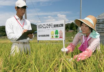 福井県がコシヒカリを超える新たなブランド米を開発！ 「ポストコシヒカリ」の名称募集中