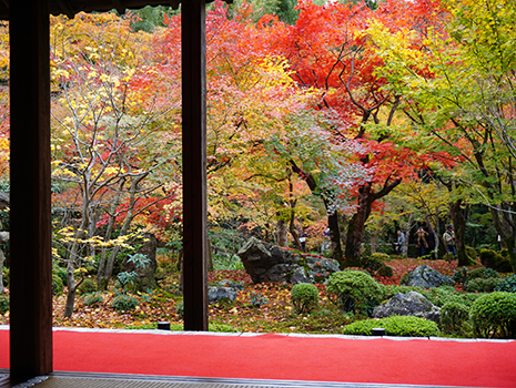 京都府では、11月中旬から12月初旬まで、紅葉が見頃