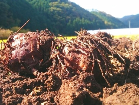 蒟蒻はカロリーが低く、「胃のほうき」と呼ばれるほど豊富な食物繊維グルコマンナンを含み、体内の有害な物質を排出する働きがあります。