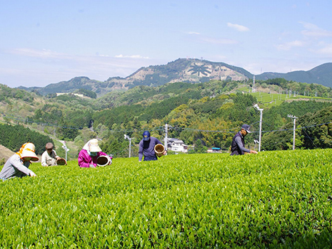 『茶草場農法』は、秋・冬に刈り取ったすすきや笹を茶畑の根元に敷き、お茶の栽培に最適な土壌をつくる伝統的な農法です