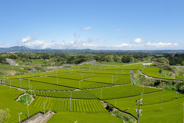 計120ヘクタールの茶畑