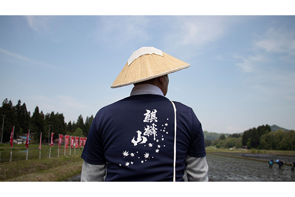 米を育てるところから酒造りに取り組む麒麟山酒造。田植えから収穫まで、すべての蔵人が田んぼに立ち、酒米作りに携わっています。