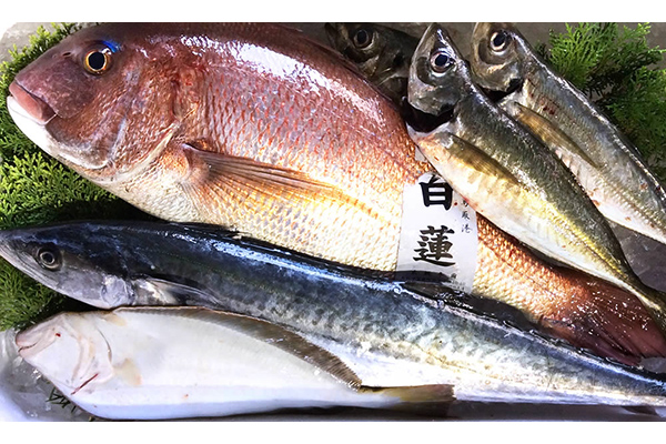 アジ、甘鯛、サバ、ヒラメ、カレイ、真鯛、ハタハタ……と、鳥取の港にはさまざまな魚が水揚げされます。