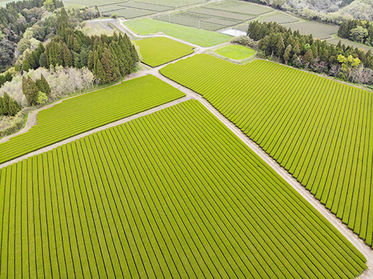 鹿児島堀口製茶_3