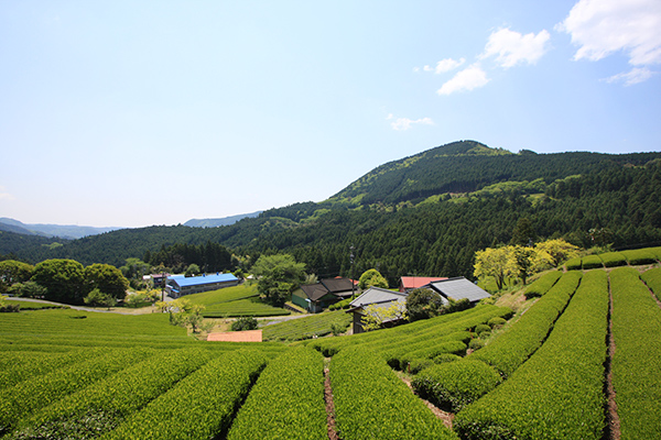 石川園_2